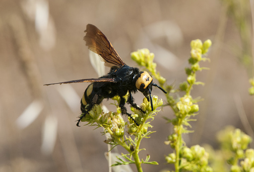 Megascolia maculata The mammoth wasp is one of the largest wasp species that fly in Europe in black and yellow feeding on Ruta montana natural light