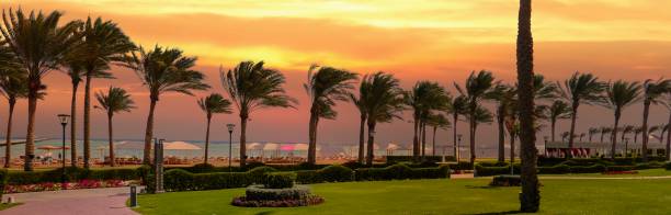 istock palm trees grow against the setting sun 1251164268