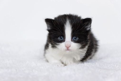 close up of tuxedo baby kitten with white background