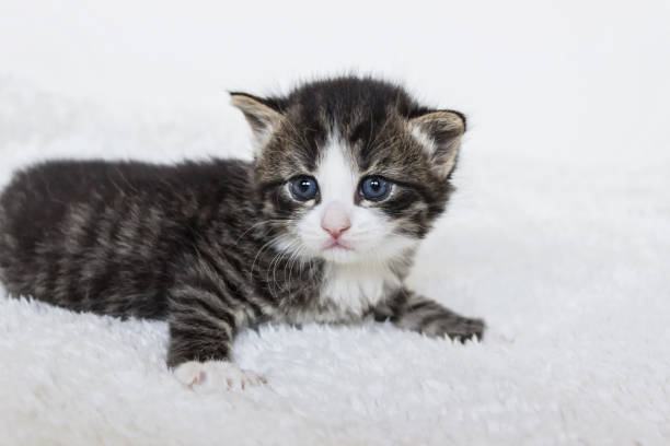 istock close up of tiger striped small tabby kitten 1251164568