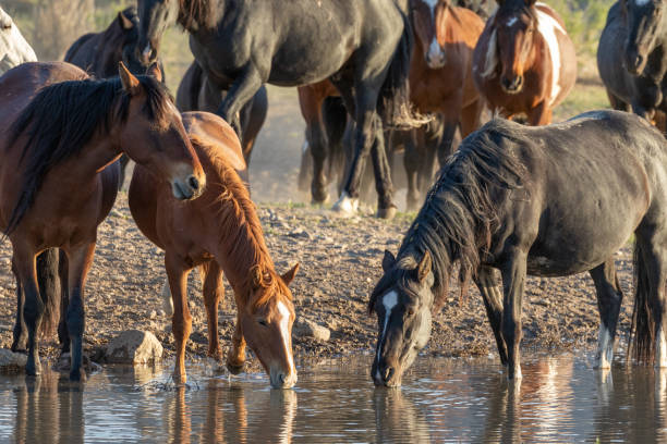 istock Wild Horses at a Desert Waterhole 1251164809