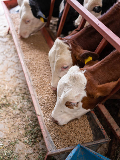 vacas en granja moderna - foto de stock de cría de animales - animal husbandry fotografías e imágenes de stock