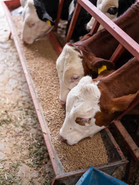 vaches dans la ferme moderne - photo de stock d’élevage d’animaux - animals feeding photos et images de collection