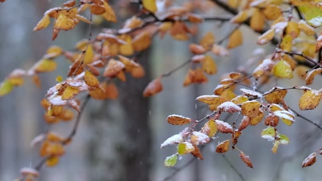 Snow falling to colorful autumn leaves in slow motion