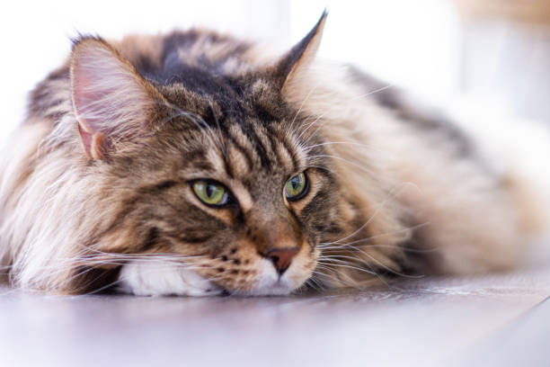 istock Maincoon Cat. Tabby cat British fold lying on the floor. View with interest. Cat blurry background. 1251167140