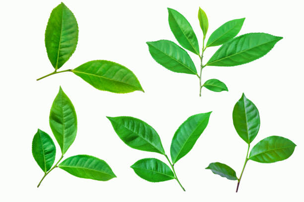 ensemble de feuille de plante de thé vert isolé sur le fond blanc - herbal medicine green tea crop tea photos et images de collection