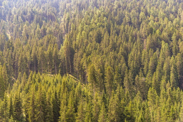 istock Bright sun over the evergreen forest in the mountains 1251167450
