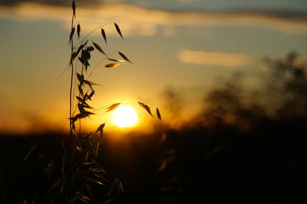 istock Dusk sunset with silhouette of meadow grass branch 1251168173