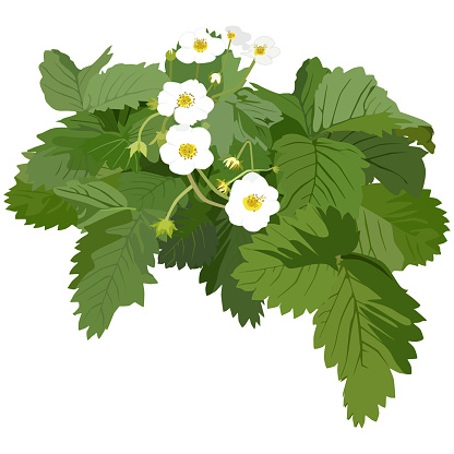 Strawberry plant blossom, vector flat isolated illustration. Garden strawberry with blooming flowers.