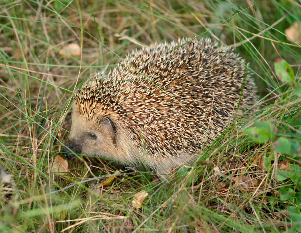 istock European hedgehog (Erinaceus europaeus) in green grass 1251168689