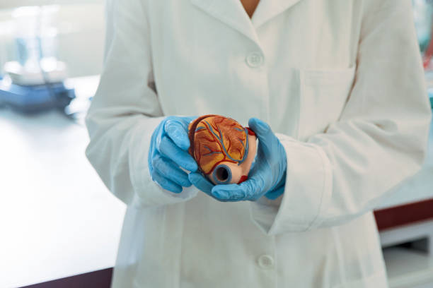 Medical student holding model of heart Medical student holding model of heart with a gloves on aorta photos stock pictures, royalty-free photos & images