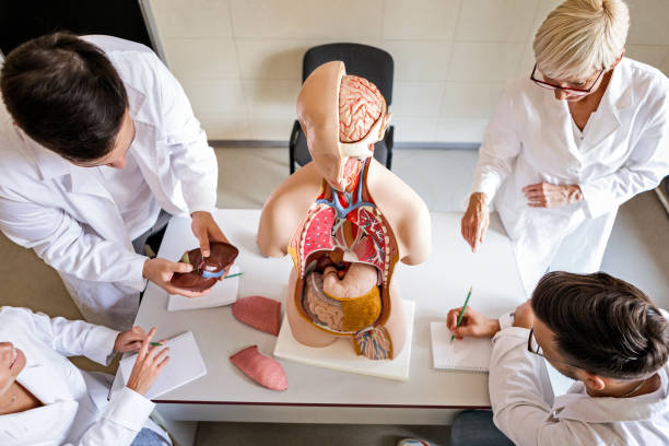 istock Students of medicine learning about anatomy 1251169450