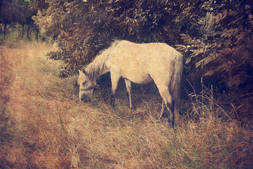 Vintage image of white horse in the field