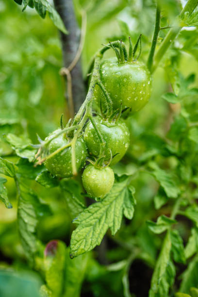 Green tomatoes in vegetable garden stock photo
