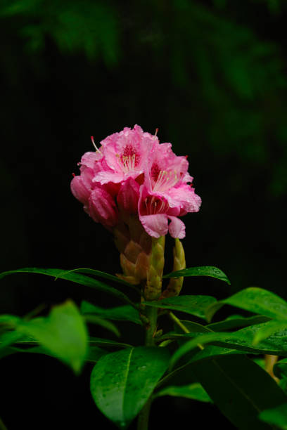 istock Pink Rhododendron flower 1251169892