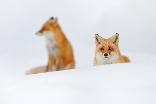 Red fox in white snow. Beautiful orange coat animal nature. Wildlife Europe. Detail close-up portrait of nice fox. Cold winter with orange fur fox. Hunting animal in the snowy meadow, Germany.