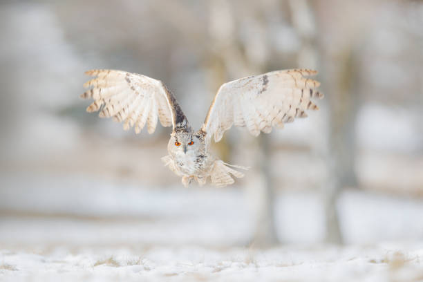 istock Fly Eastern Siberian Eagle Owl, Bubo bubo sibiricus, sitting on hillock with snow in the forest. Birch tree with beautiful animal. Bird from Russia winter. Snow covered bird. Winter scene with owl. 1251169995