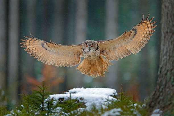 istock Eagle owl landing on snowy tree stump in forest. Flying Eagle owl with open wings in habitat with trees, bird fly. Action winter scene from nature, wildlige. Owl, big wingspan. Autumn snow forest. 1251170521