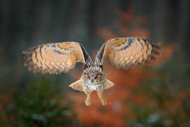 istock Eagle owl flying in forest. Flight Eagle owl with open wings in habitat with trees, bird fly. Action winter scene from nature, wildlife. Owl big wingspan. Autumn forest. Face portrait of cute wild owl 1251170583
