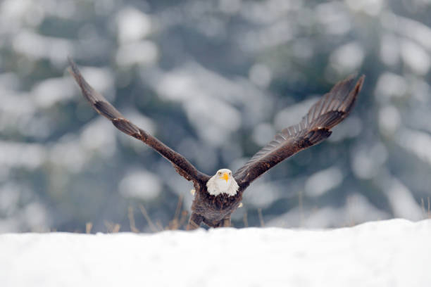 istock Eagle star. Bald Eagle, Haliaeetus leucocephalus, flying brown bird of prey with white head, yellow bill, symbol of freedom of the United States of America. Bald eagle fly with open wings. Snow winter 1251170596