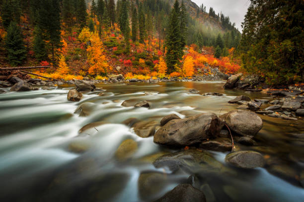 Scenic view of stream flowing through autumnal forest