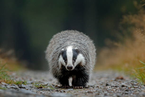 istock Badger running in forest road. 1251170694