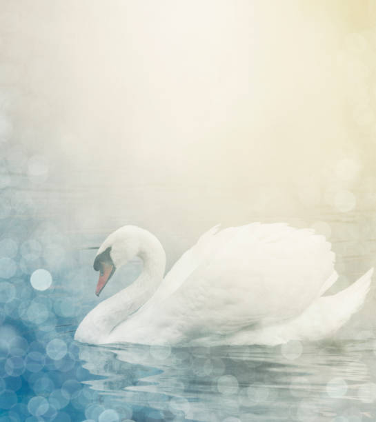 istock Beautiful swan in the lake with sunlight 1251170731