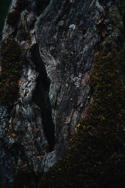 istock Close up of the tree bark 1251171074