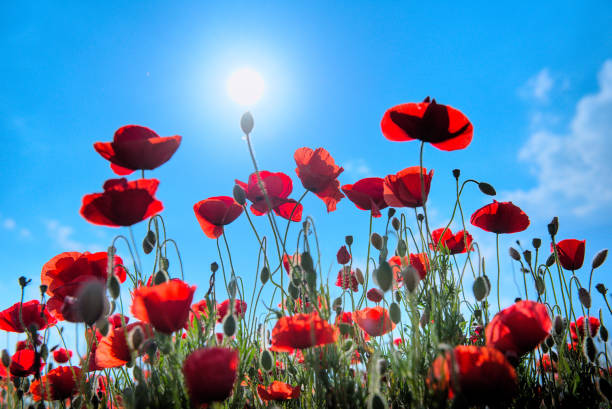 istock Poppies in the backlight 1251171181