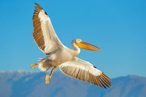 grand pélican blanc, pelecanus crispus, dans le lac kerkini, grèce. palican à l’aile ouverte, animal de chasse. scène de la faune de la nature de l’europe. oiseau sur le ciel bleu. palican avec une longue facture orange. oiseau dans la mouche - pelican beak open bird photos et images de collection