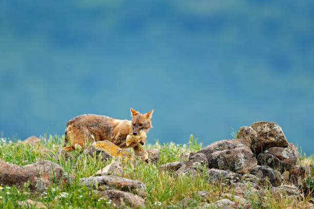 Golden jackal, Canis aureus, feeding scene with grass meadow, Madzharovo, Rhodopes, Bulgaria. Wildlife Balkan. Wild dog behaviour scene, nature. Mountain animal run habitat. Jackal catch. chacal de oro, canis aureus, escena de alimentación con pradera de hierba, madzharovo, rhodopes, bulgaria. balcanes de vida silvestre. escena de comportamiento de perros salvajes, naturaleza. hábitat de animales de montaña. captura de chacal.