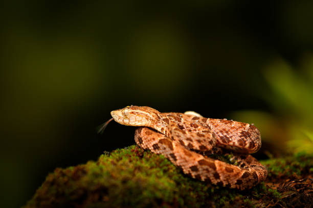 istock Poison snake Fer-de-lance in nature habitat. Common Lancehead, Bothrops atrox, in tropic forest. Poison animal in the dark jungle. Detail of rare snake Costa Rica. Coiled venomous snake, head high. 1251172328