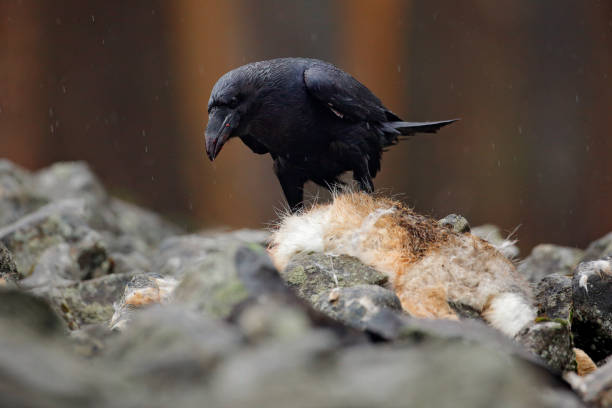 Black bird raven with dead red fox, sitting on the stone. Wildlife behaviour scene from nature. Raven feeding red fox fur coat. Bird eating mammal, Germany. Raven with catch. Mountain bird, carcass. cuervo pájaro negro con zorro rojo muerto, sentado en la piedra. escena de comportamiento de vida silvestre de la naturaleza. cuervo alimentando abrigo de piel de zorro rojo. aves comiendo mamíferos, alemania. cuervo con captura. pájaro de montaña, cad