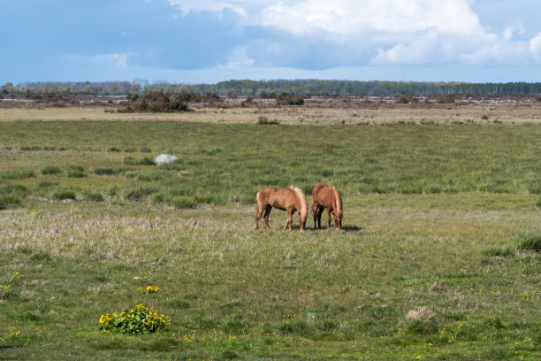 istock Grazing horses in a wide plain grass landscape 1251173356