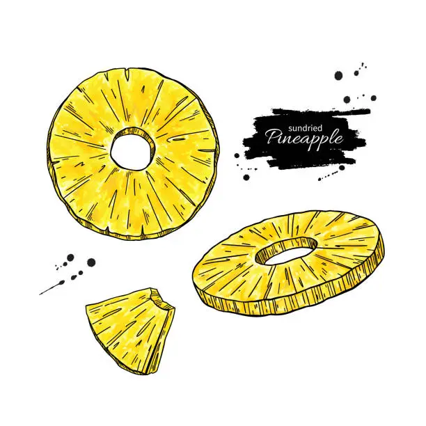 Vector illustration of Dried pineapple chips vector drawing. Hand drawn dehydrated fruit ring and slices.