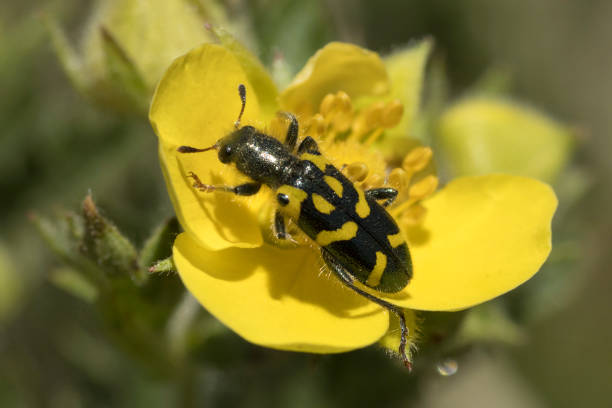 weevil sits on a yellow flower and sunbathes