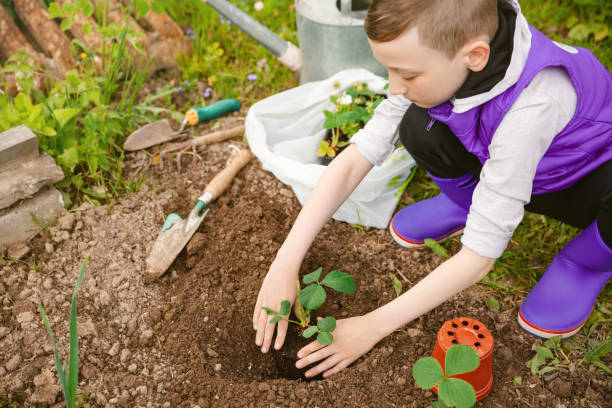 istock Child planting seedling in garden. 1251173724