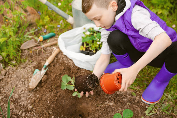 istock Kid boy planting strawberry seeding. Environmental conservation. 1251173729