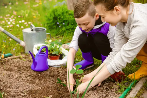 Kid boy helping his mather planting strawberry in garden. Environmental conservation