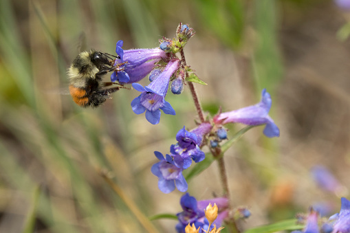 In an open field in the Mount Evans Wilderness, a tri-colored bumble bee enjoys on the nectar of a penstemon flower, Colorado.