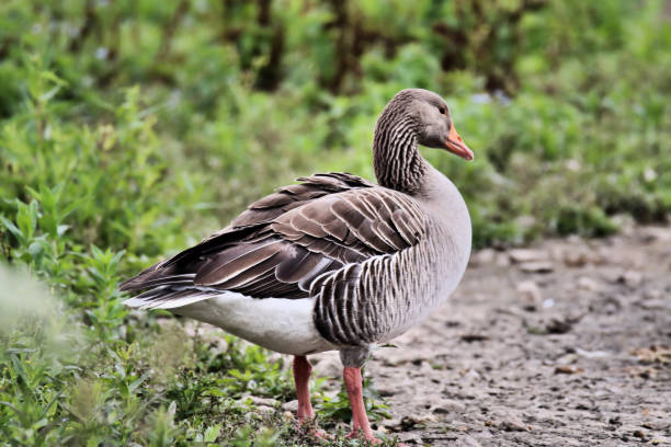 istock A view of a Greylag Goose 1251174925