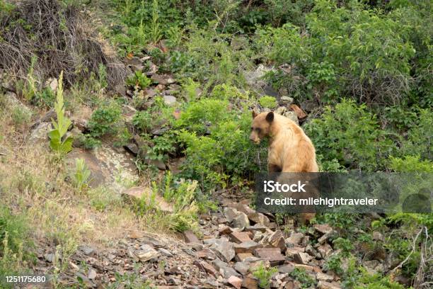 Blond Black Bear Eats Plants Rocky Mountain Hillside Waterton Canyon Littleton Colorado Stock Photo - Download Image Now
