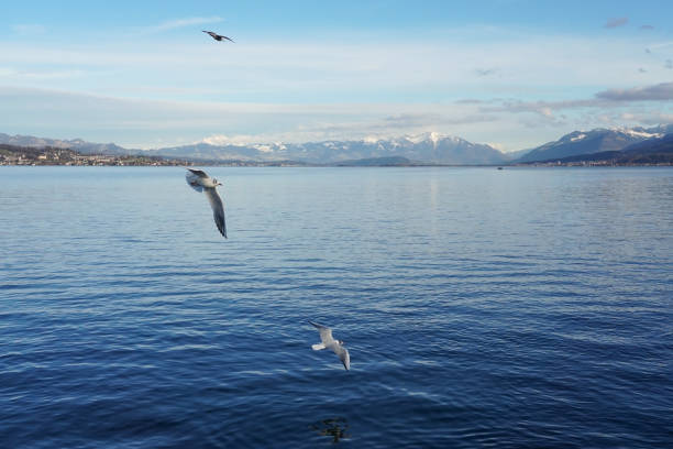 The Zürichsee seen from Wädenswil on a sunny day with the Swiss Alps in the back