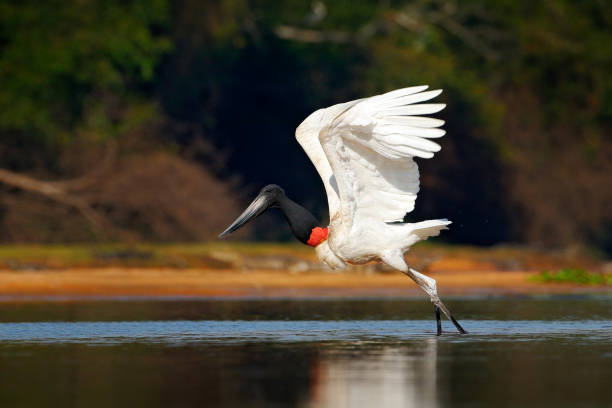 자비루 황새 비행. 자비루, 자비루 mycteria, 꽃, 열린 날개, 자연 서식지에서 야생 동물, 판타날, 브라질녹색 물에 검은 색과 흰색 새. 열대 우림에서 하얀 새를 날고 있습니다. - saddle billed stork 뉴스 사진 이미지