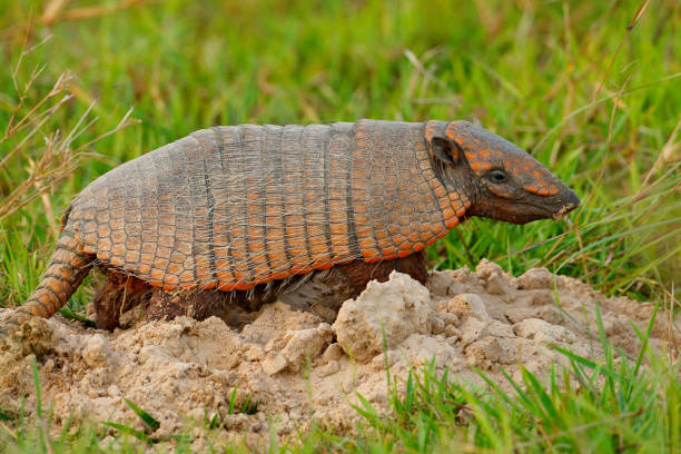 Funny portrait of Armadillo, face portrait, hidden in the grass. Wildlife of South America. Six-Banded Armadillo, Yellow Armadillo, Euphractus sexcinctus, Pantanal, Brazil. Wildlife scene from nature. Funny portrait of Armadillo, face portrait, hidden in the grass. Wildlife of South America. Six-Banded Armadillo, Yellow Armadillo, Euphractus sexcinctus, Pantanal, Brazil. Wildlife scene from nature. seta stock pictures, royalty-free photos & images