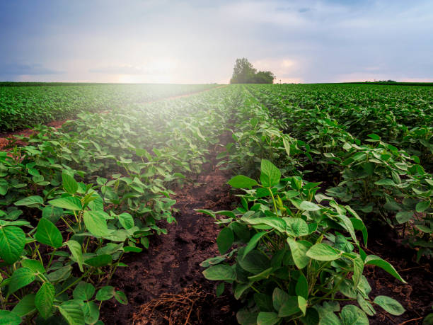 istock Soy field and soy plants in early morning light. 1251176210