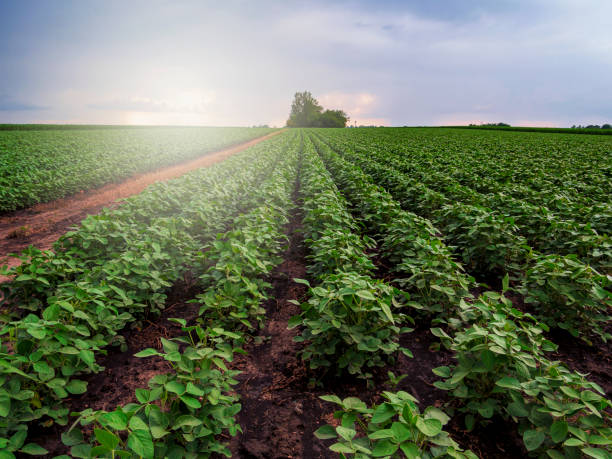 istock Soy field and soy plants in early morning light. 1251176213