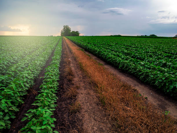 istock Soy field and soy plants in early morning light. 1251176281