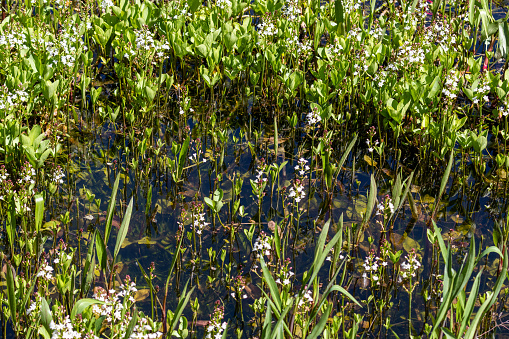 Fever clover, bitter clover with white flowers in the water