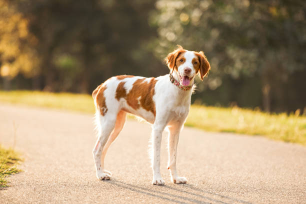 1,600+ Brittany Spaniel Stock Photos, Pictures & Royalty-Free Images - iStock | Great dane, Springer spaniel, Yorkshire terrier